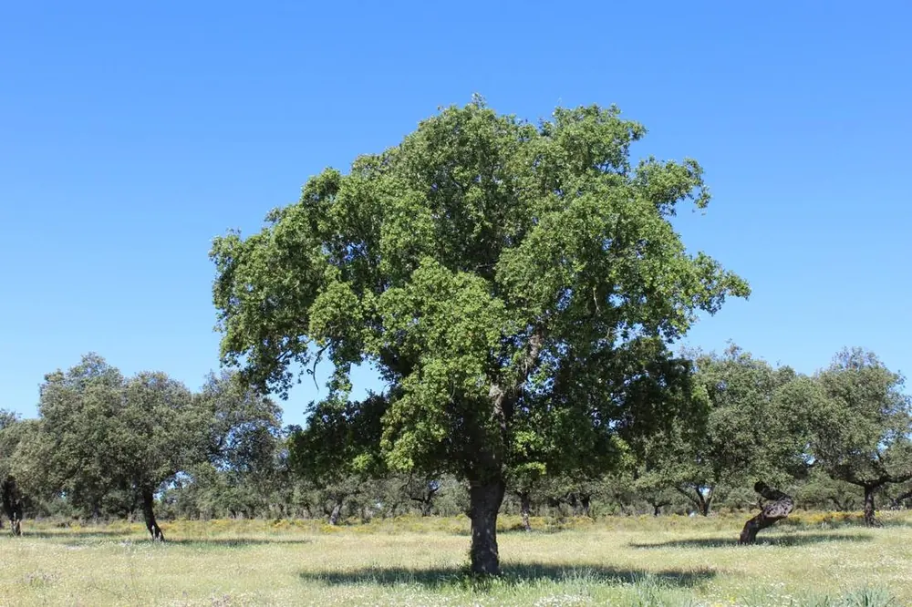 Encina solitaria en una dehesa extremeña bajo un cielo azul